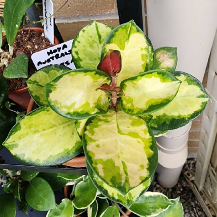 plant image 1638764 plant image 1638764