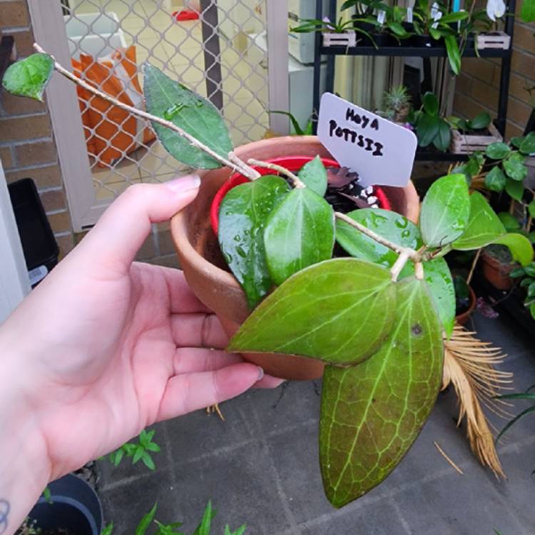 plant image 1638936 plant image 1638936