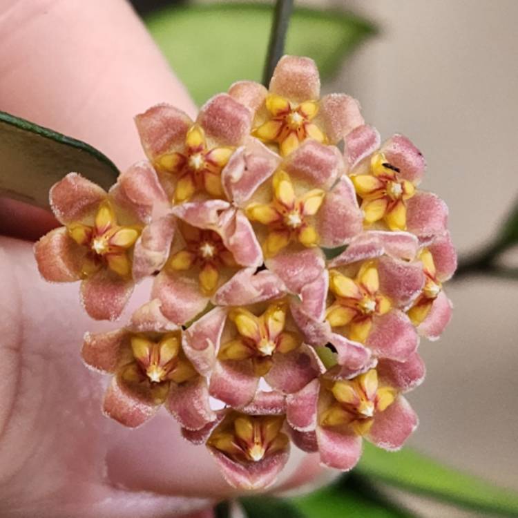 plant image 1639356 plant image 1639356