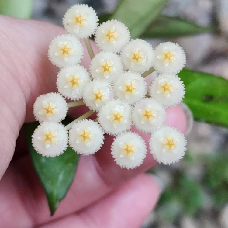 Plant image Hoya lacunosa var. lacunosa
