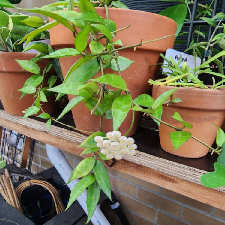 plant image 1640231 plant image 1640231