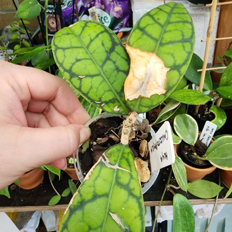 plant image 1640232 plant image 1640232