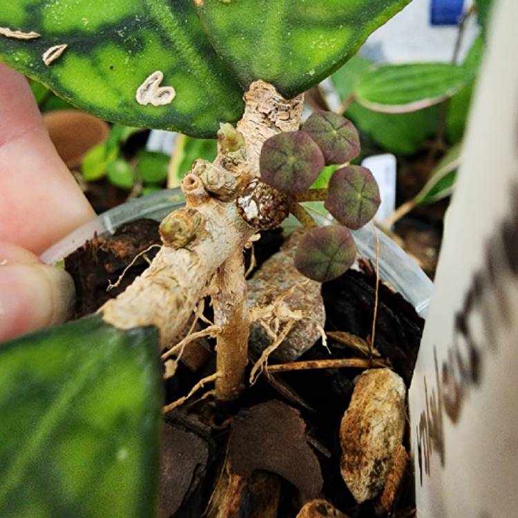 Plant image Hoya callistophylla