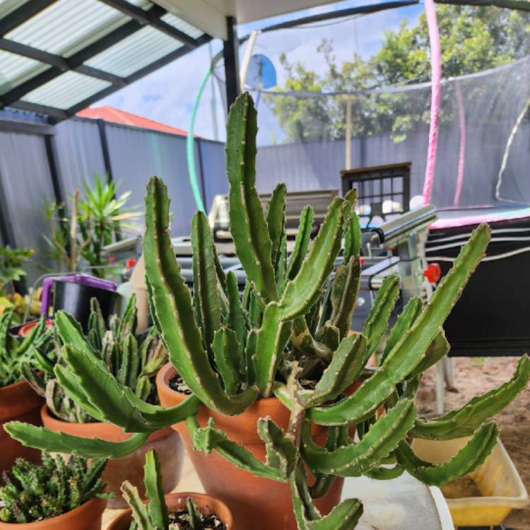 plant image 1640927 plant image 1640927
