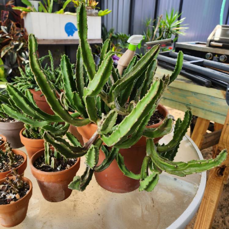 plant image 1640928 plant image 1640928