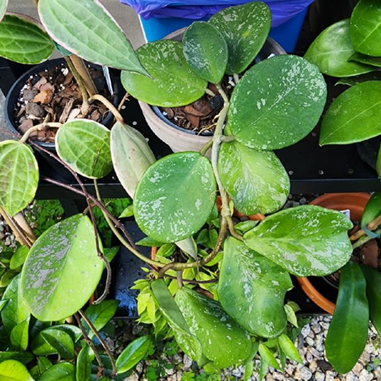 Plant image Hoya Obovata