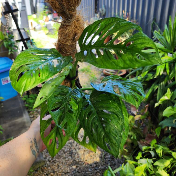 plant image 1642640