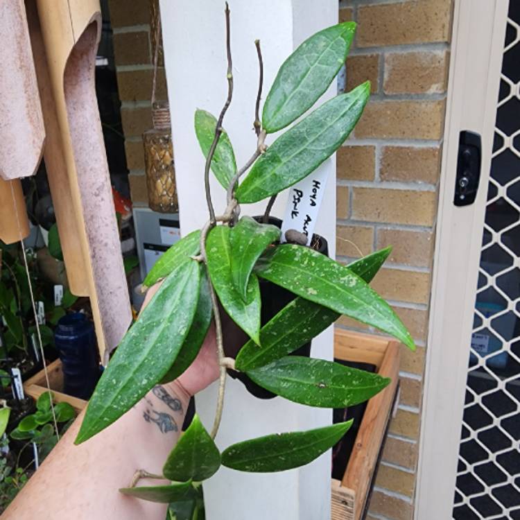 Plant image Hoya Acuta
