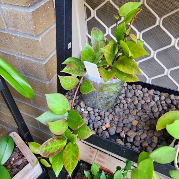 plant image 1643475 plant image 1643475