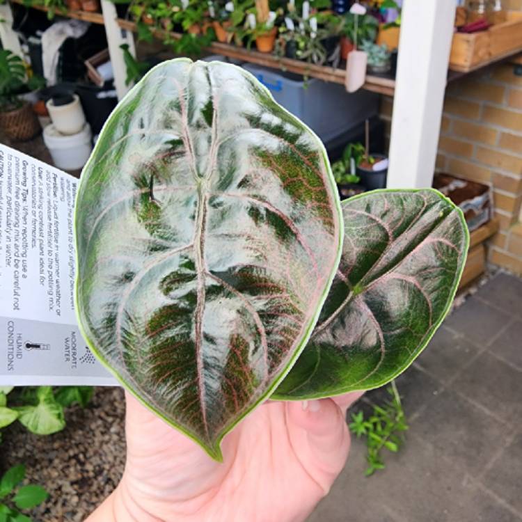 Plant image Alocasia Azlanii