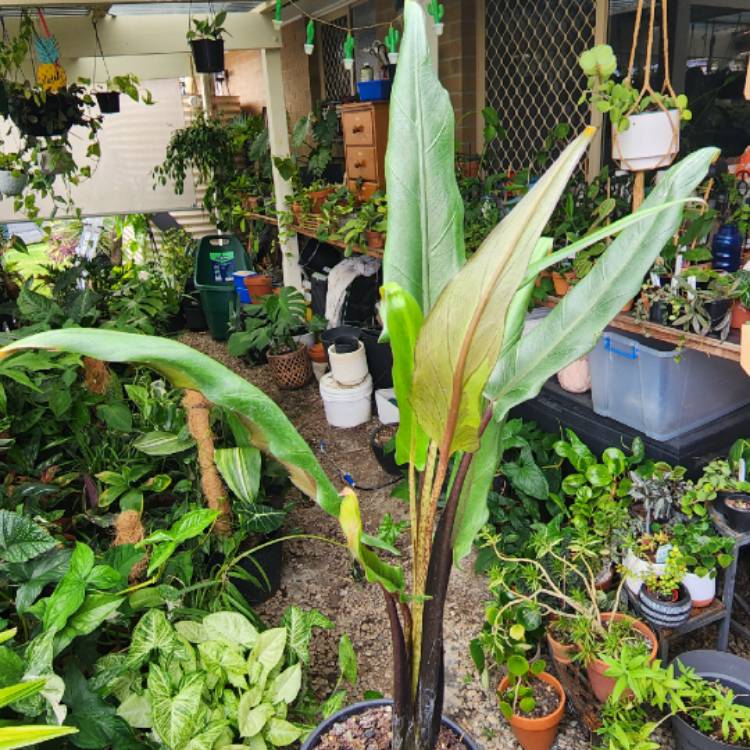 Plant image Alocasia lauterbachiana