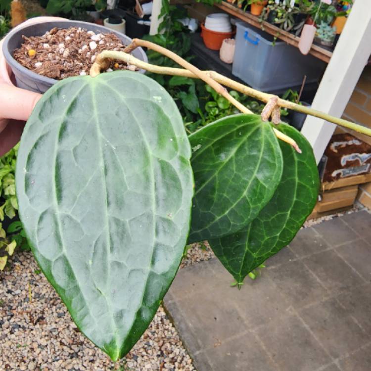 plant image 1643886 plant image 1643886