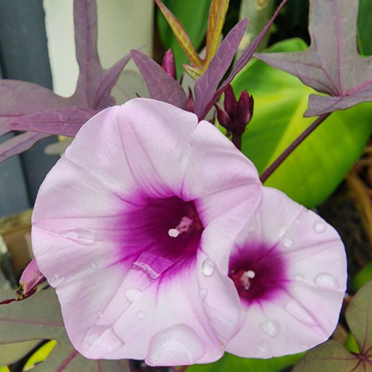 plant image 1644106
