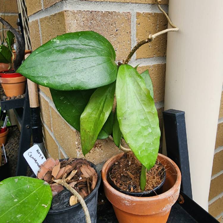 plant image 1644107
