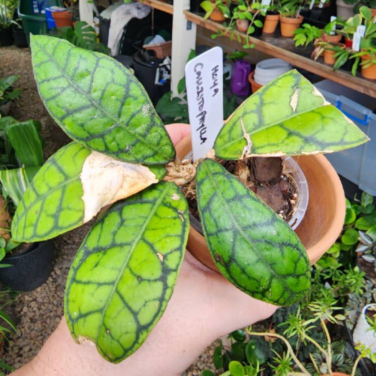 plant image 1644130 plant image 1644130