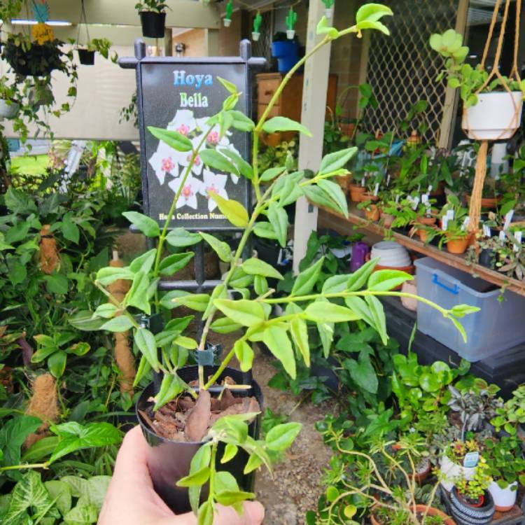 plant image 1644137 plant image 1644137