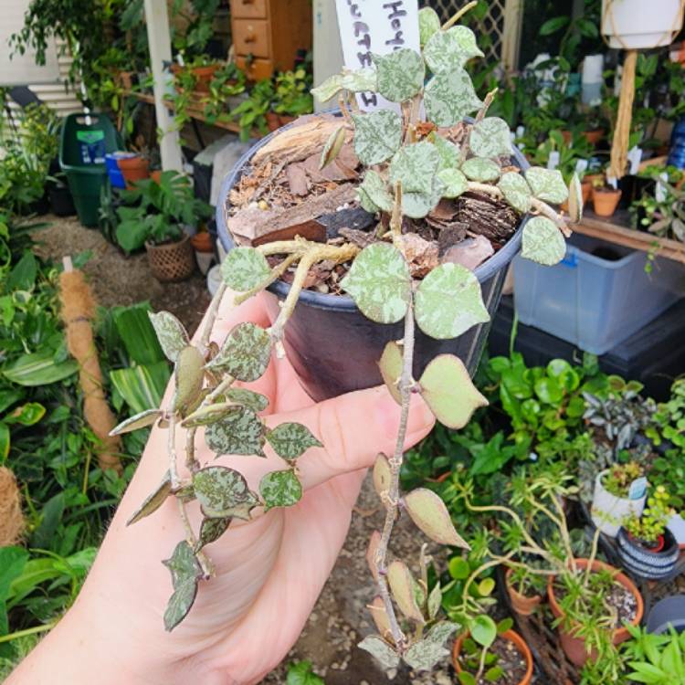plant image 1644161