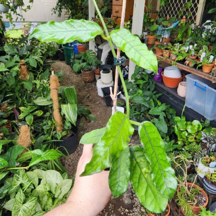 plant image 1644167