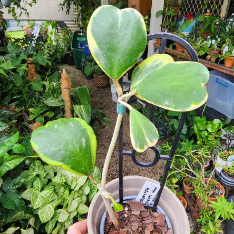plant image 1644173 plant image 1644173