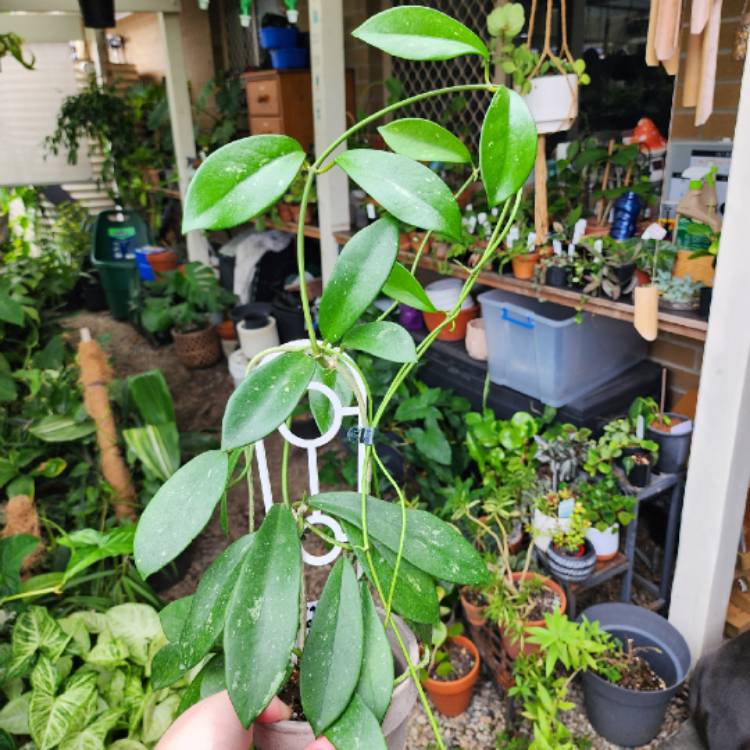 plant image 1644183