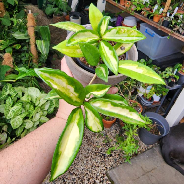plant image 1644192
