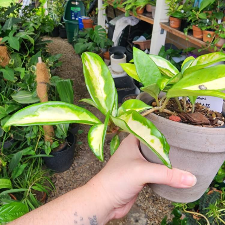 plant image 1644193