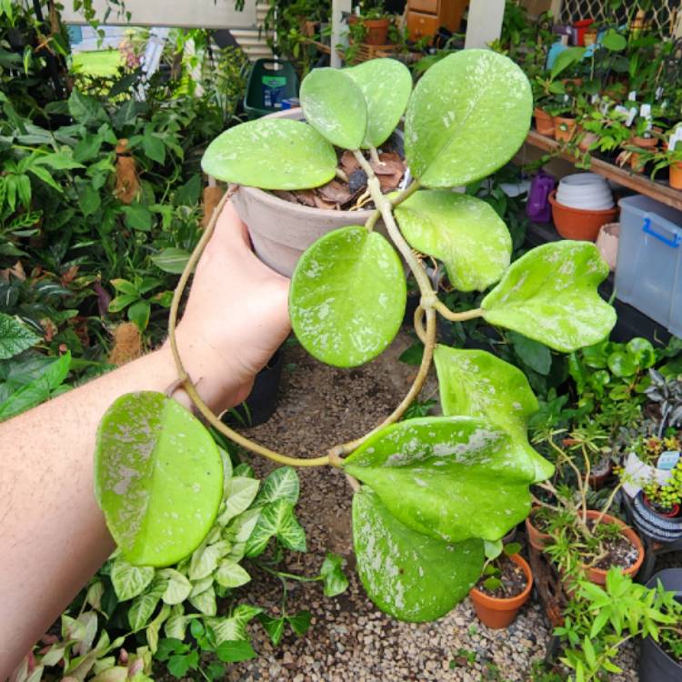 plant image 1644197