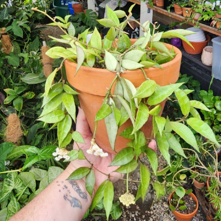 plant image 1644198 plant image 1644198
