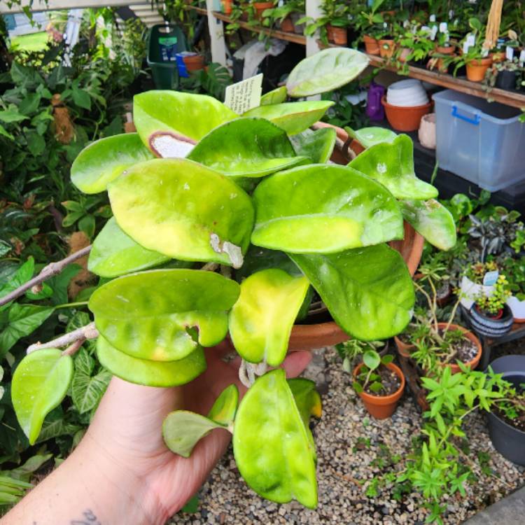 plant image 1644202 plant image 1644202