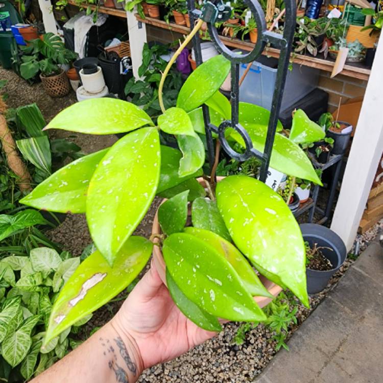 plant image 1644203 plant image 1644203