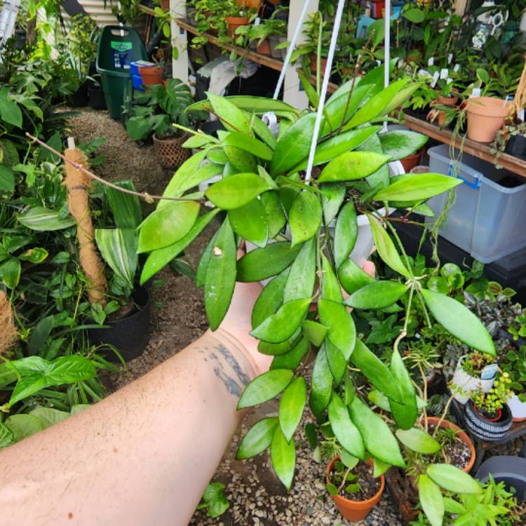 plant image 1644214 plant image 1644214