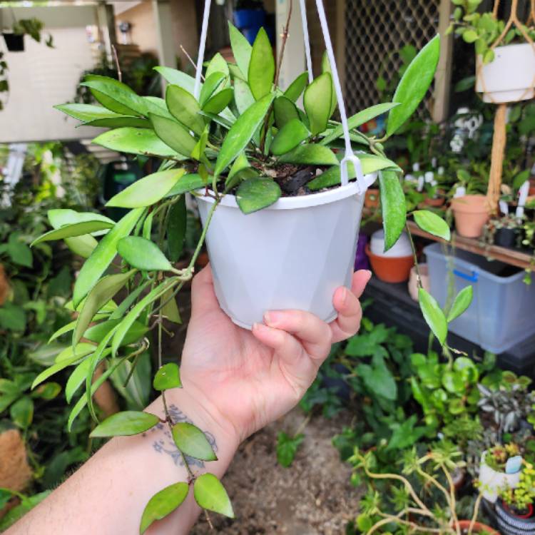 plant image 1644216 plant image 1644216