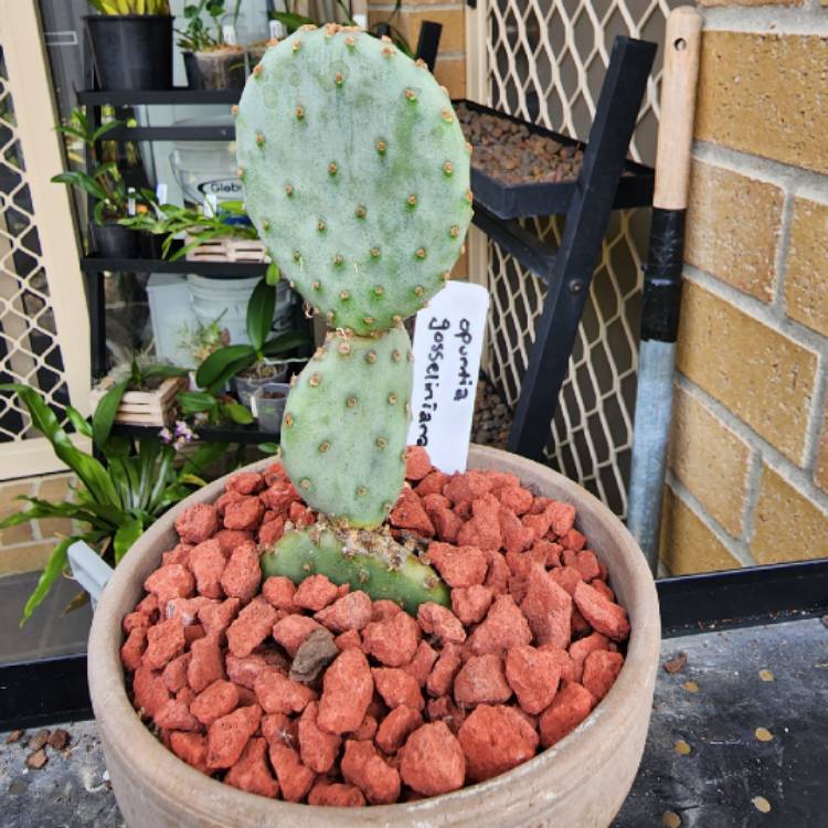 Plant image Opuntia var.santa-rita