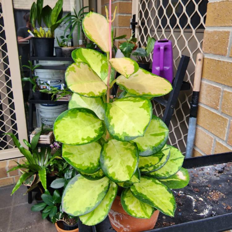 plant image 1646018 plant image 1646018