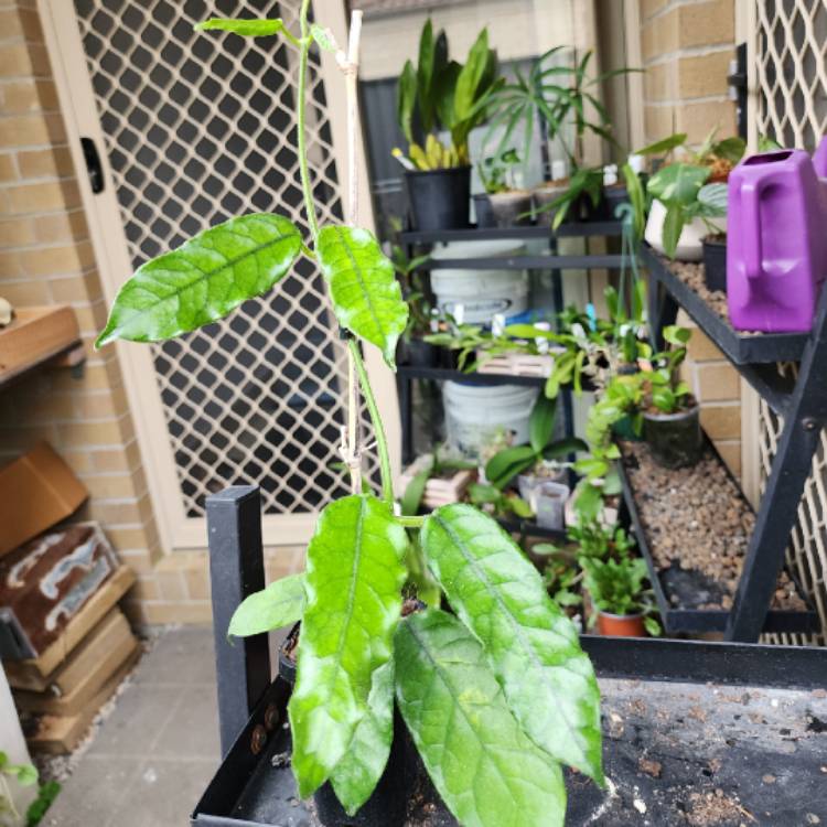Plant image Hoya Villosa