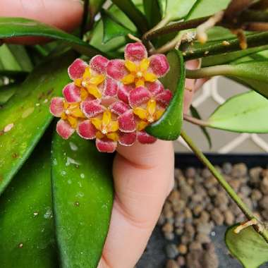 Hoya davidcummingii