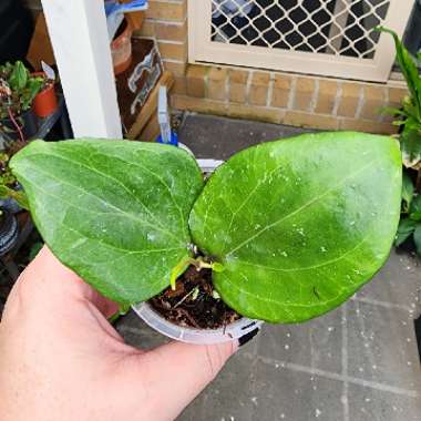 Hoya Balaensis
