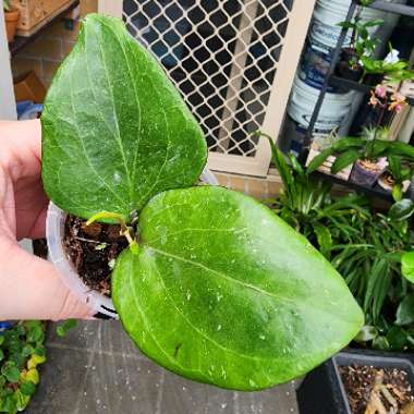 Hoya Balaensis