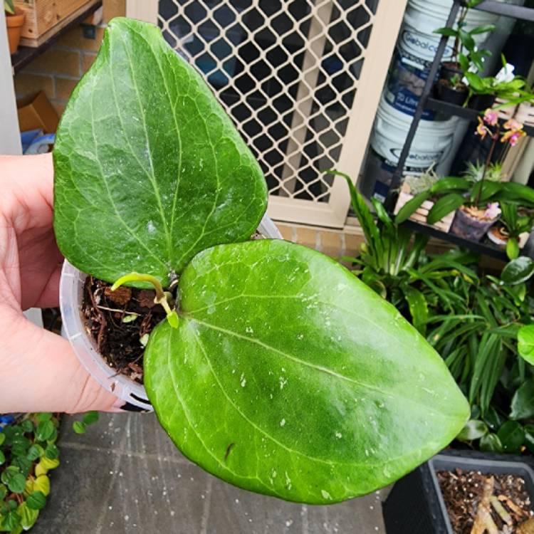 plant image 1648462