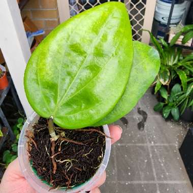 Hoya Pentaphlebia 