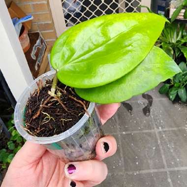 Hoya Pentaphlebia 
