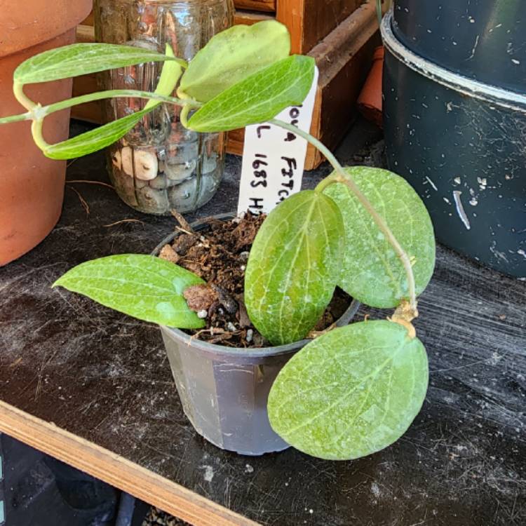 Plant image Hoya Fitchii