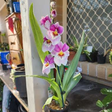 Pansy Orchid