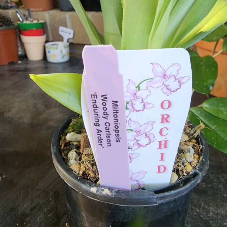 plant image 1649133