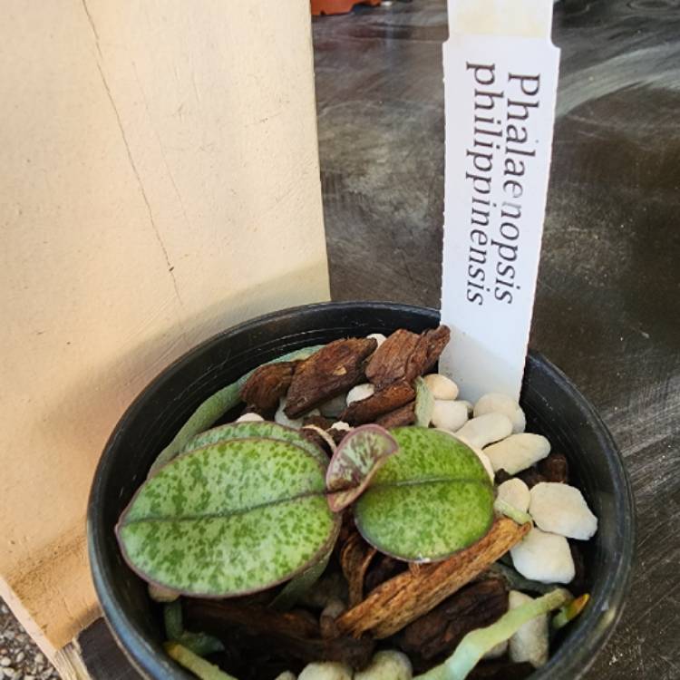 plant image 1649136
