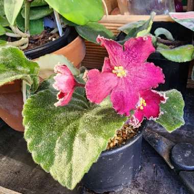 African Violet