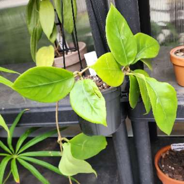 Hoya Nervosa