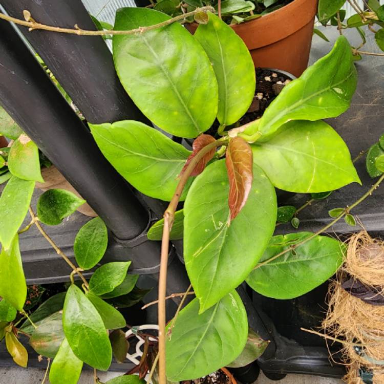 plant image 1692889
