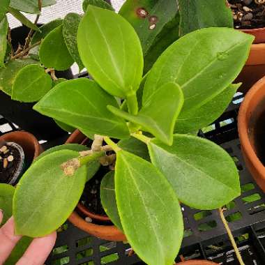 Hoya Subquintuplinervis 'white” IML 0521