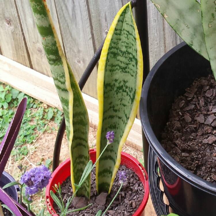plant image 401453
